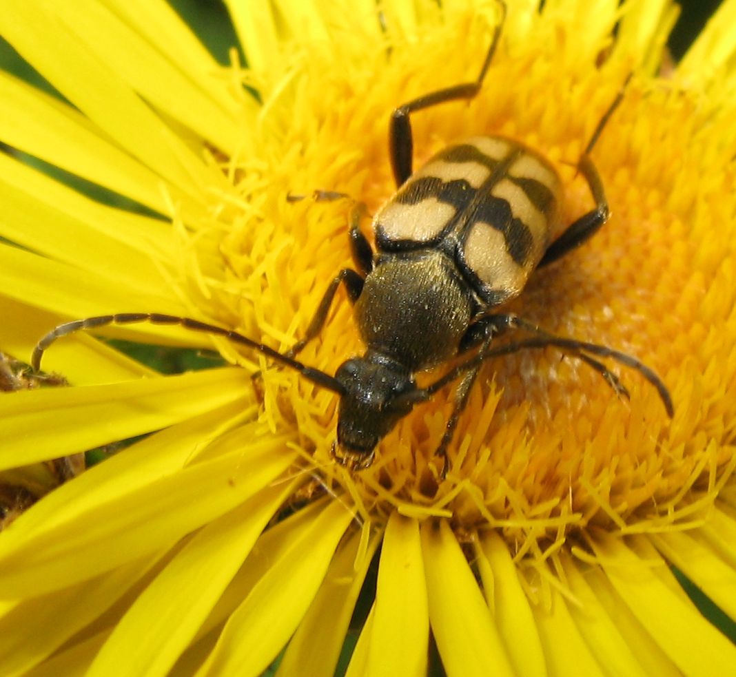 Coleotteri di stamattina!