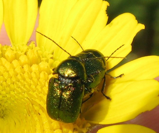 Coleotteri di stamattina!