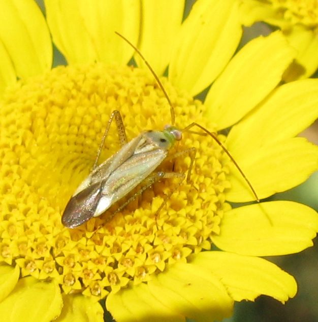 Due Miridae del Parco dei Gessi bolognesi