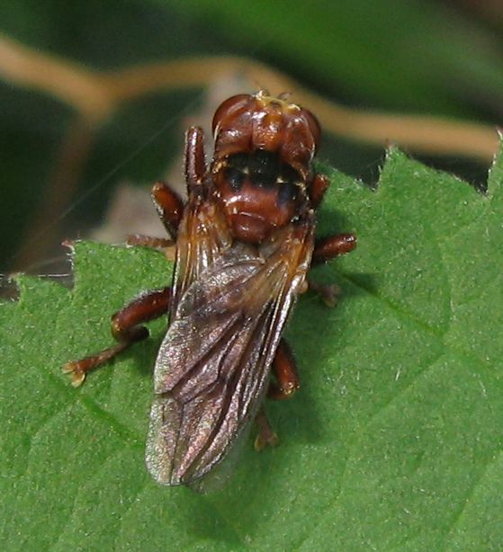 Sicus sp. (Conopidae)