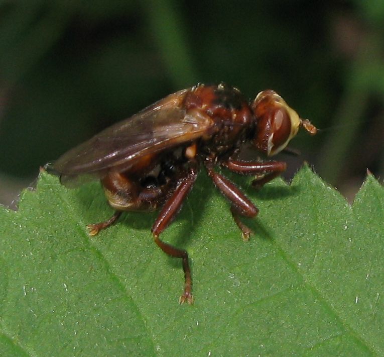 Sicus sp. (Conopidae)