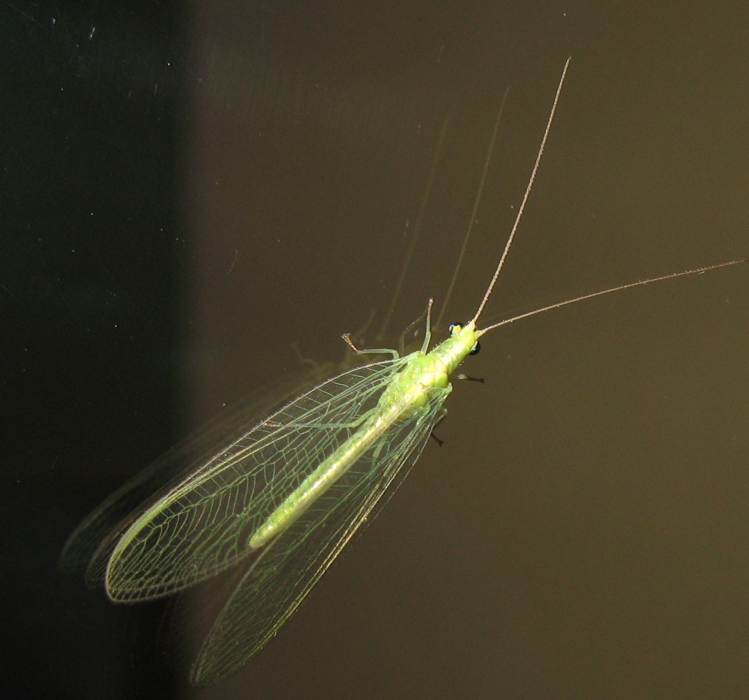 Due Chrysoperla cfr lucasina