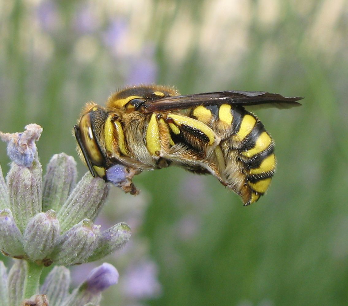 Maschio di Anthidium cfr florentinum