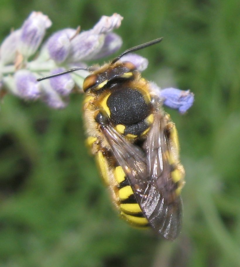 Maschio di Anthidium cfr florentinum