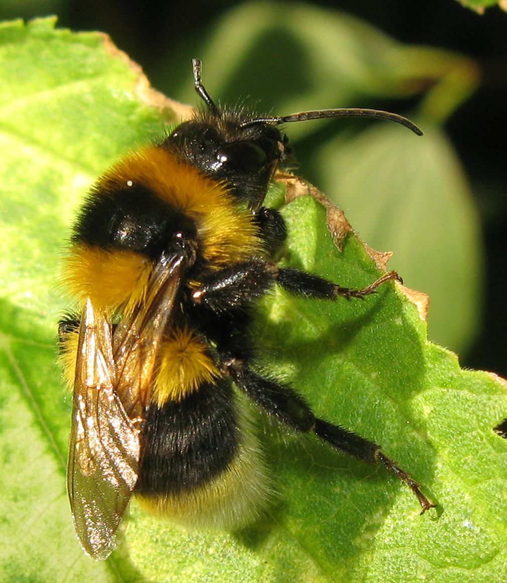 Bombus hortorum?
