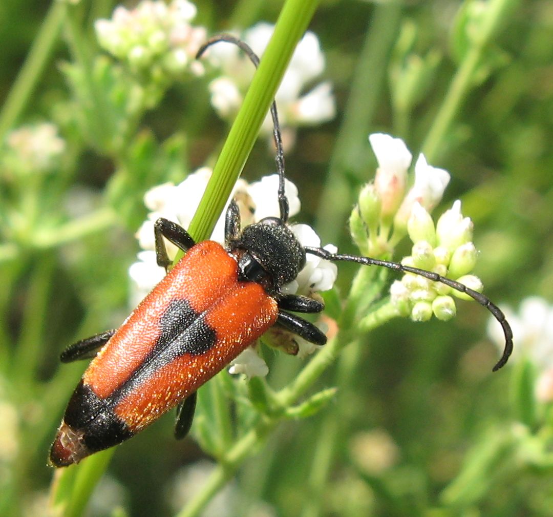 Stictoleptura cordigera