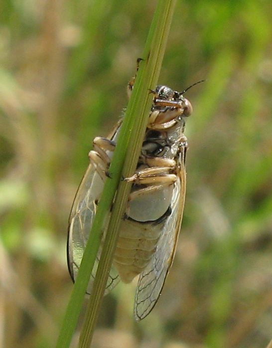 Cicala in visione ventrale