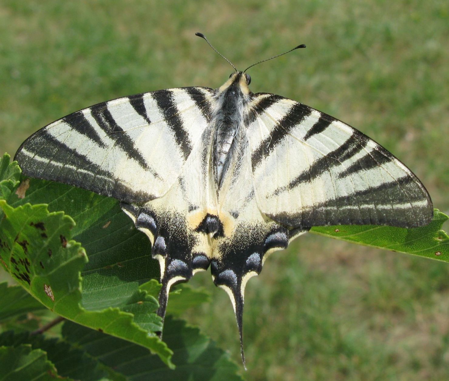 3 Farfalle di sabato scorso