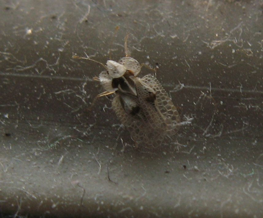 Tingidae: Corythucha ciliata nel Bolognese