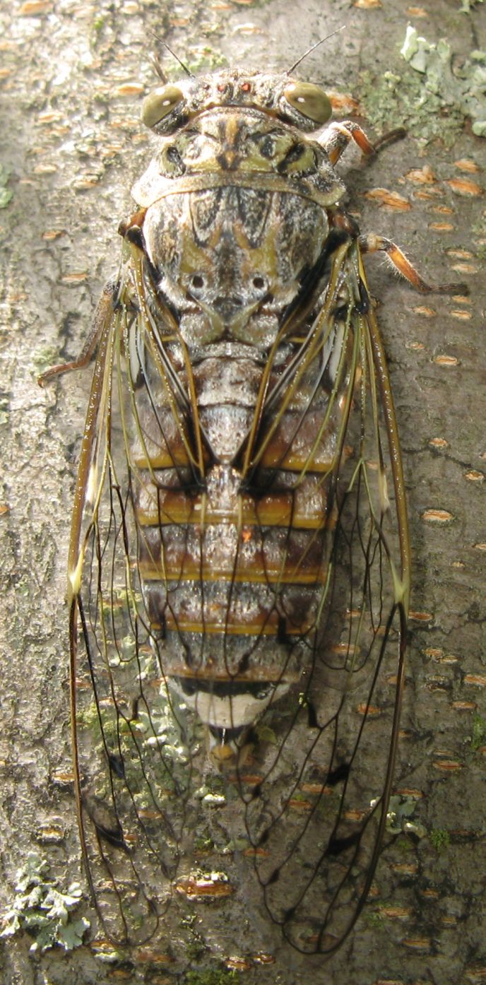 Due cicale (Cicadetta (?) e Cicada orni )