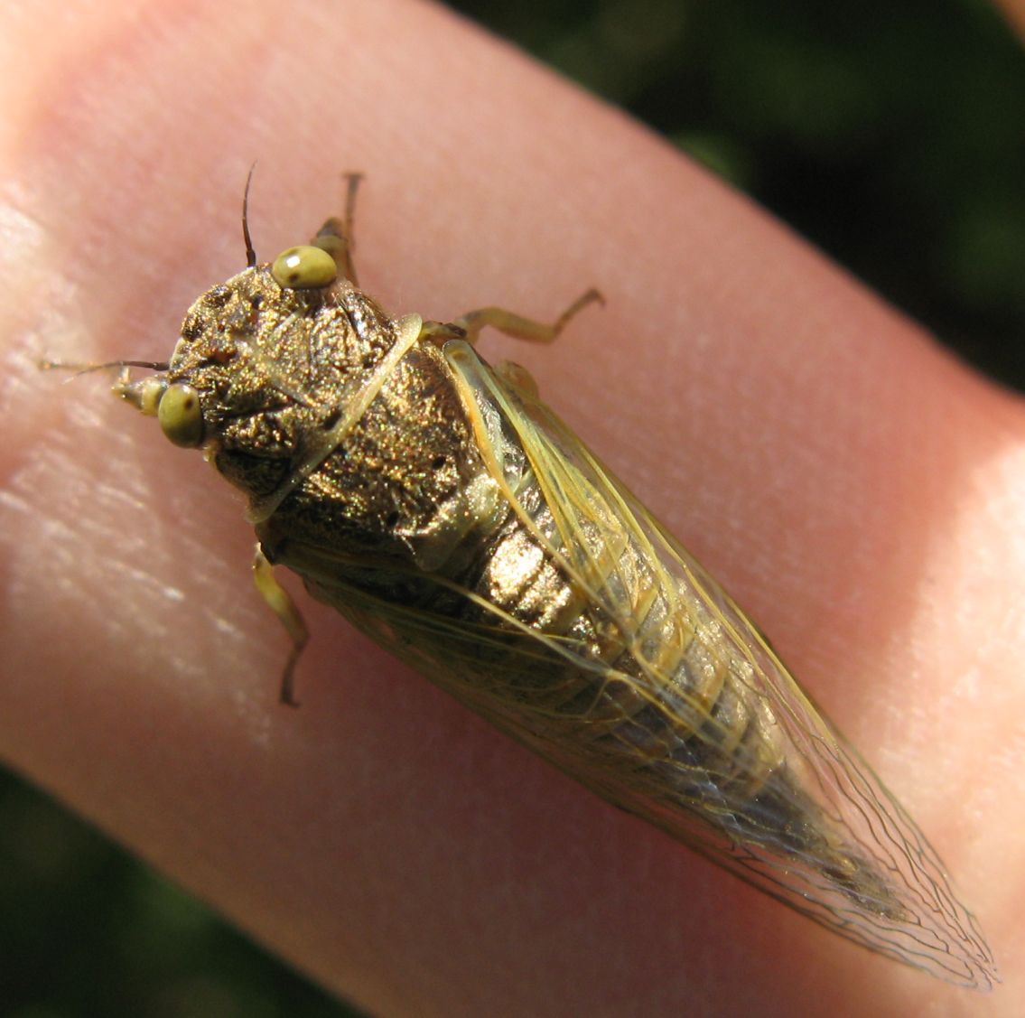 Due cicale (Cicadetta (?) e Cicada orni )
