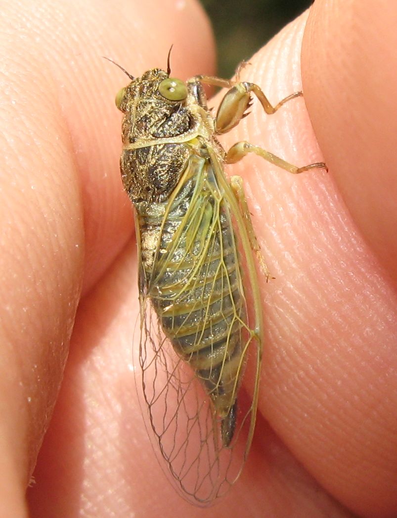 Due cicale (Cicadetta (?) e Cicada orni )