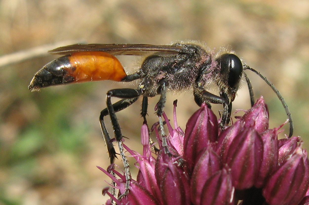 Sphecidae, probabile Sphex sp. e Megachile sp.