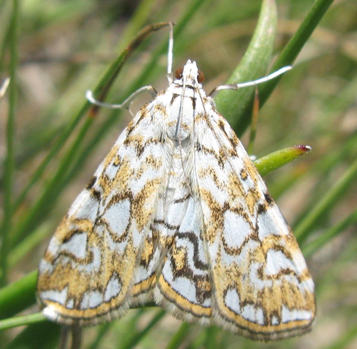 Elophila nymphaeata