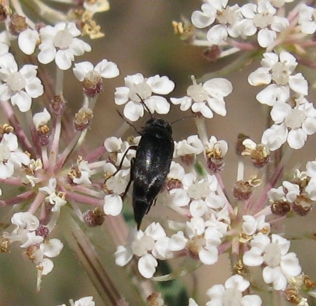 Piccoli coleotteri su ombrellifere: Mordellidae