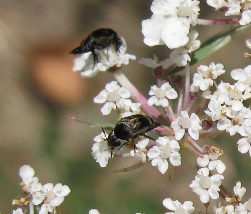 Piccoli coleotteri su ombrellifere: Mordellidae