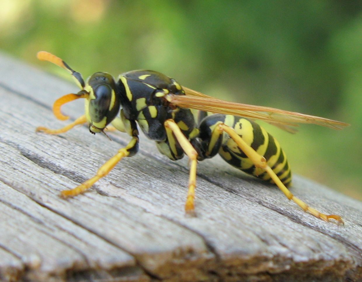 Polistes maschio