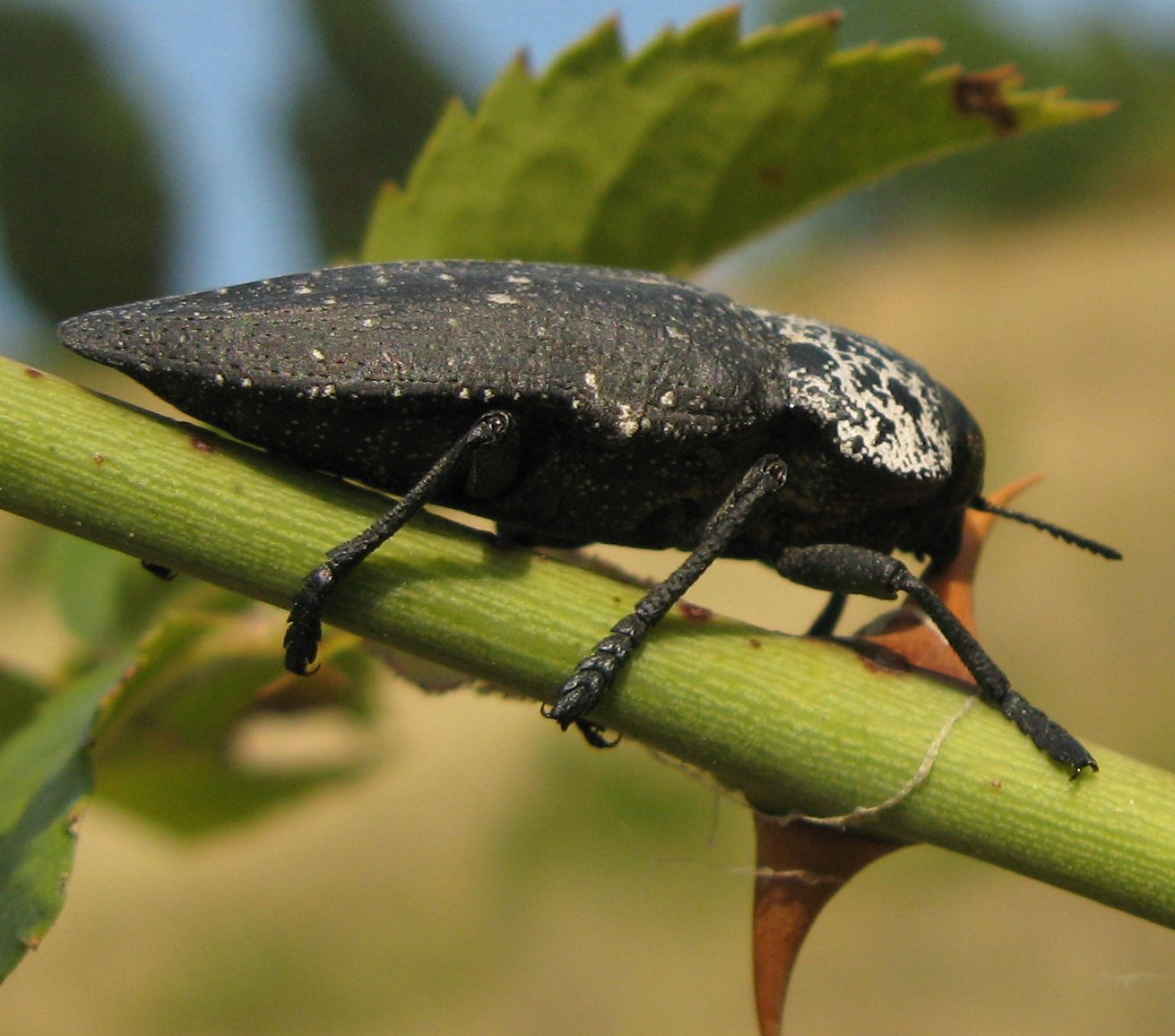 Capnodis tenebrionis