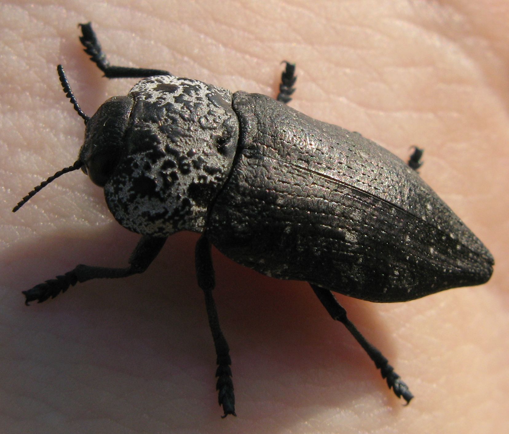 Capnodis tenebrionis