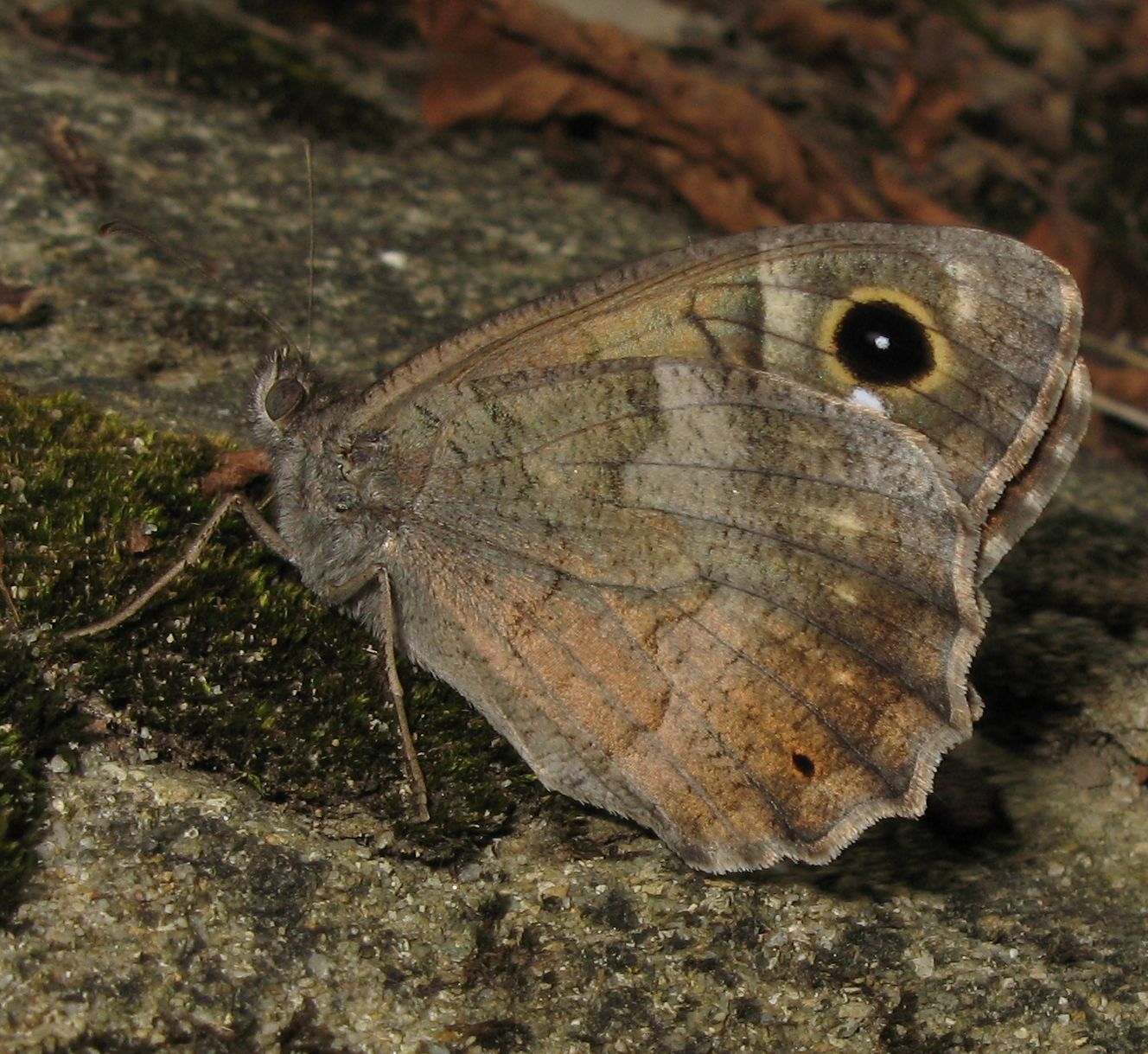 Hipparchia (Neohipparchia) statilinus