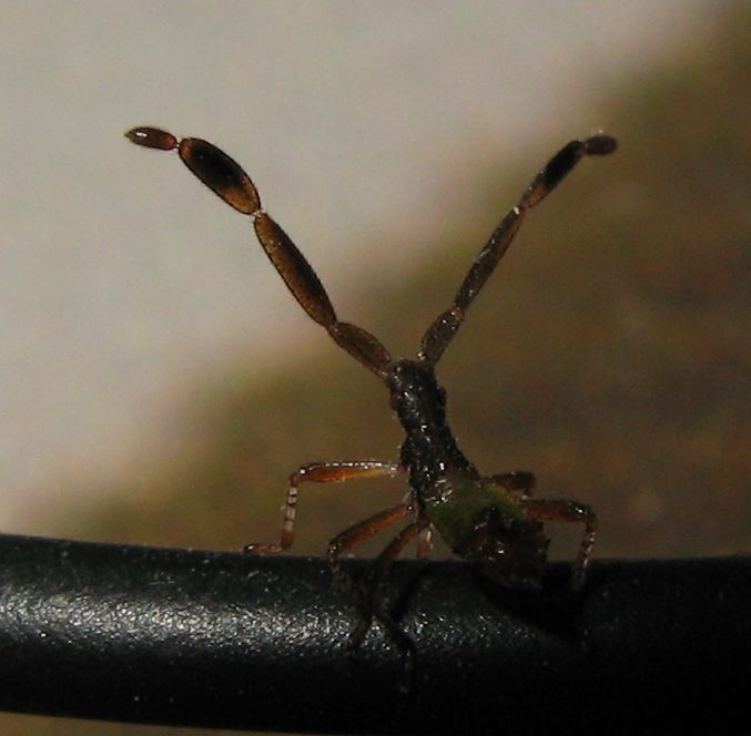 Coreidae: neanidi di Gonocerus cf. acuteangulatus