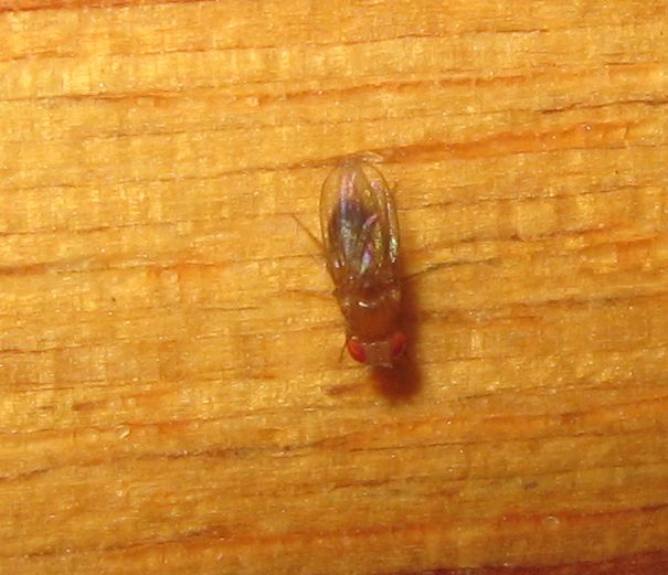 Ospiti non voluti: Drosophila sp. e larve di Fannia sp.