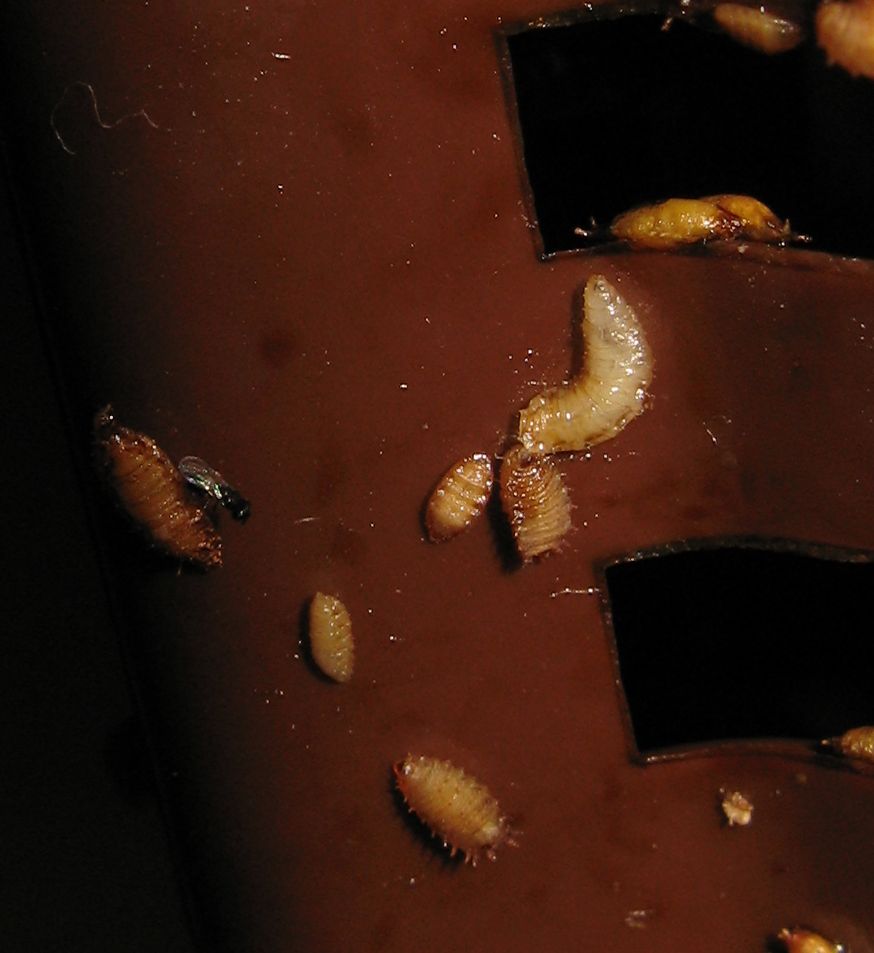 Ospiti non voluti: Drosophila sp. e larve di Fannia sp.