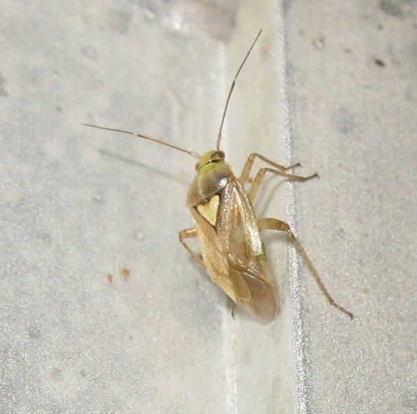 Miridae da identificare