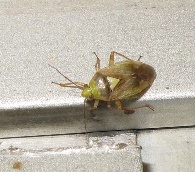 Miridae da identificare