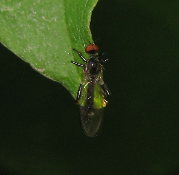 Empididae?