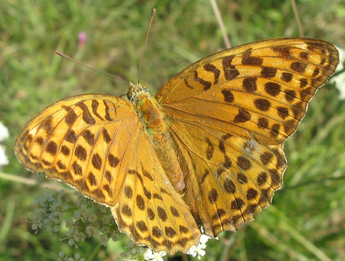 Argynnis paphia ?