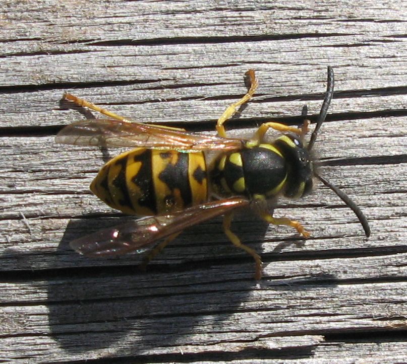 Vespula vulgaris o germanica