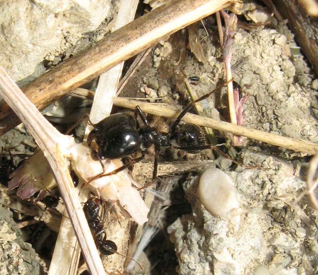 Messor capitatus e Camponotus cfr vagus