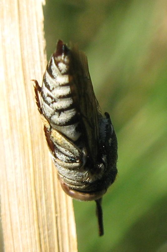 Coelioxys sp. F (Apidae Megachilinae).