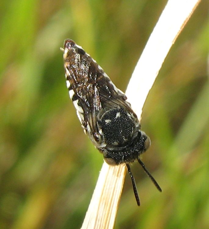 Coelioxys sp. F (Apidae Megachilinae).