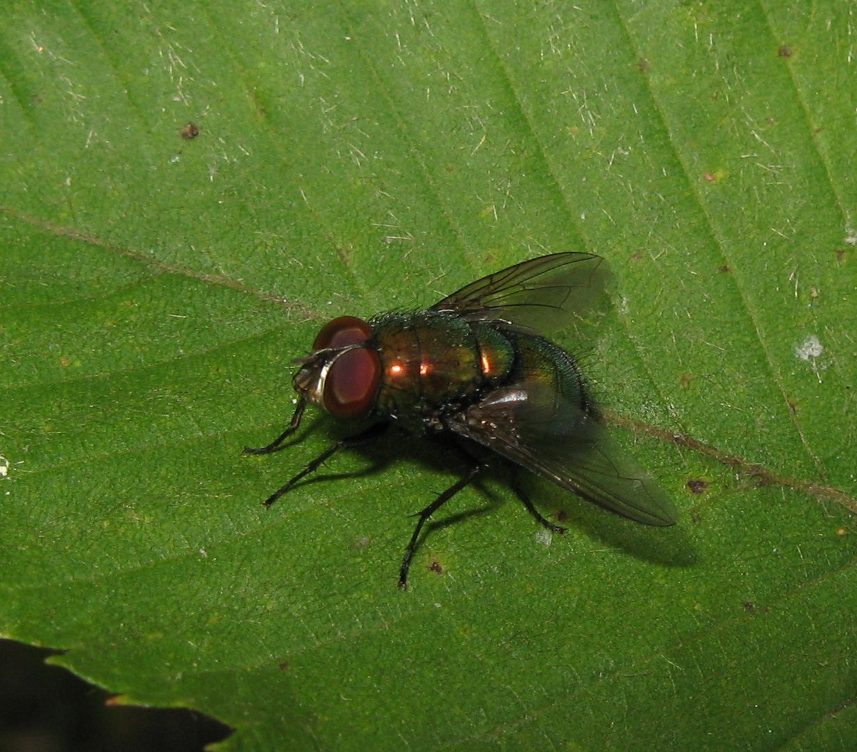 Mosche verdi: Lucilia sp. e Neoomya cornicina