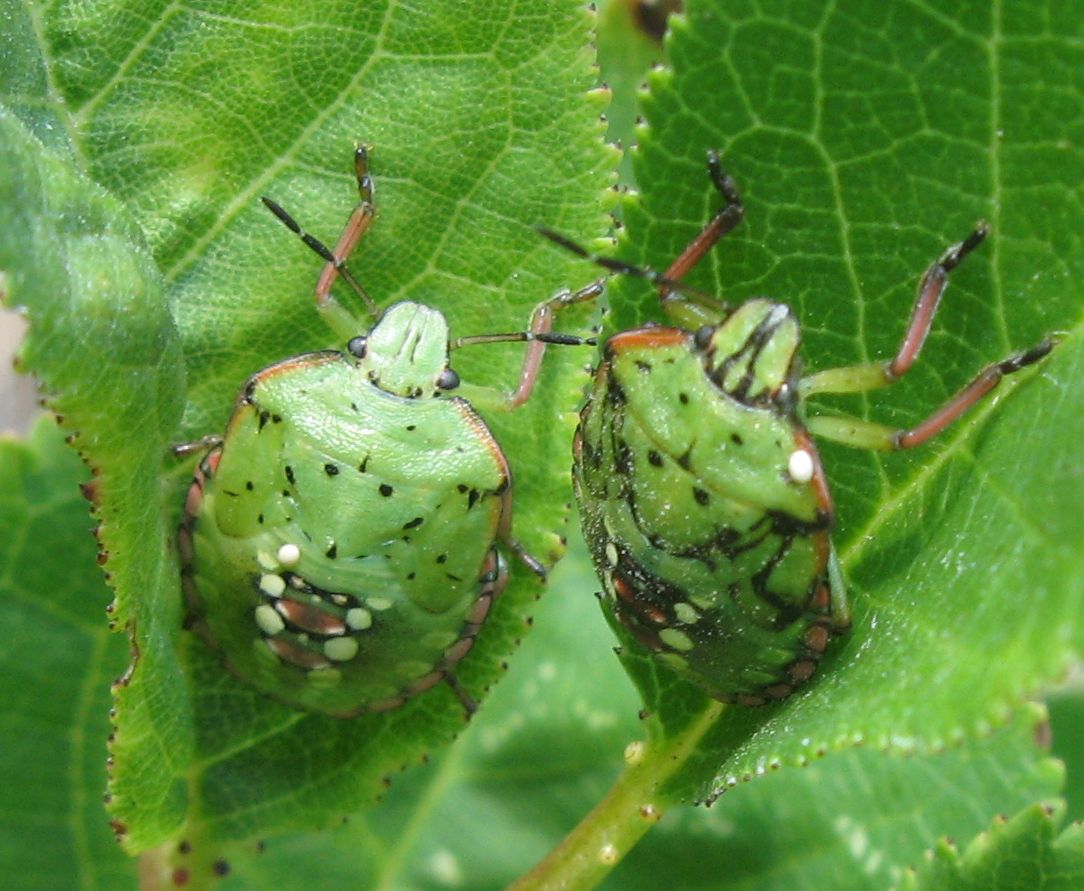 Giovani di Nezara viridula?