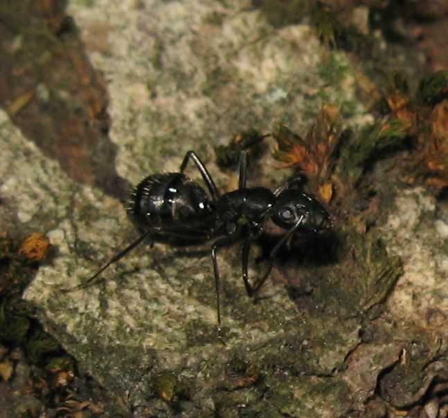 Messor capitatus e Camponotus cfr vagus