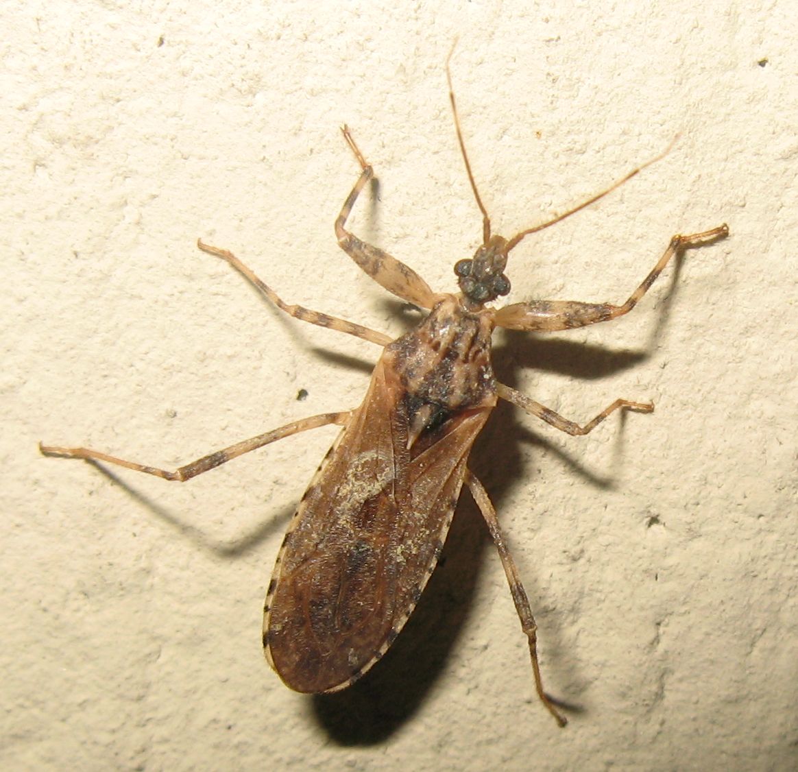 Reduviidae: Oncocephalus squalidus dell''Emilia (BO)