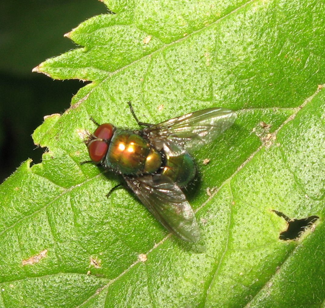 Mosche verdi: Lucilia sp. e Neoomya cornicina