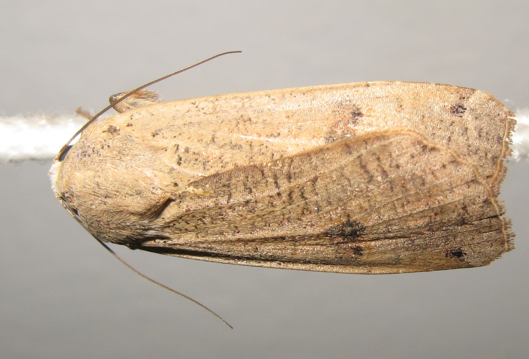 Noctua pronuba ?