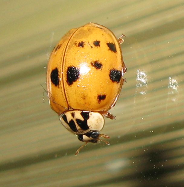 Coccinelle autunnali