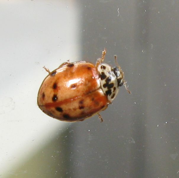 Coccinelle autunnali