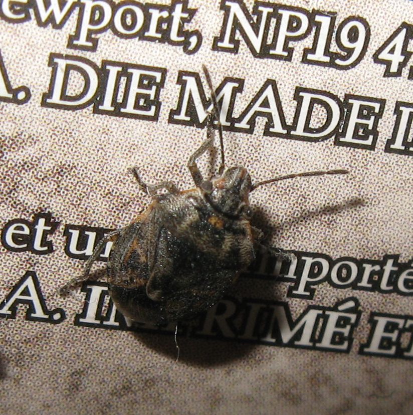 Pentatomidae: Holcogaster fibulata di Bologna
