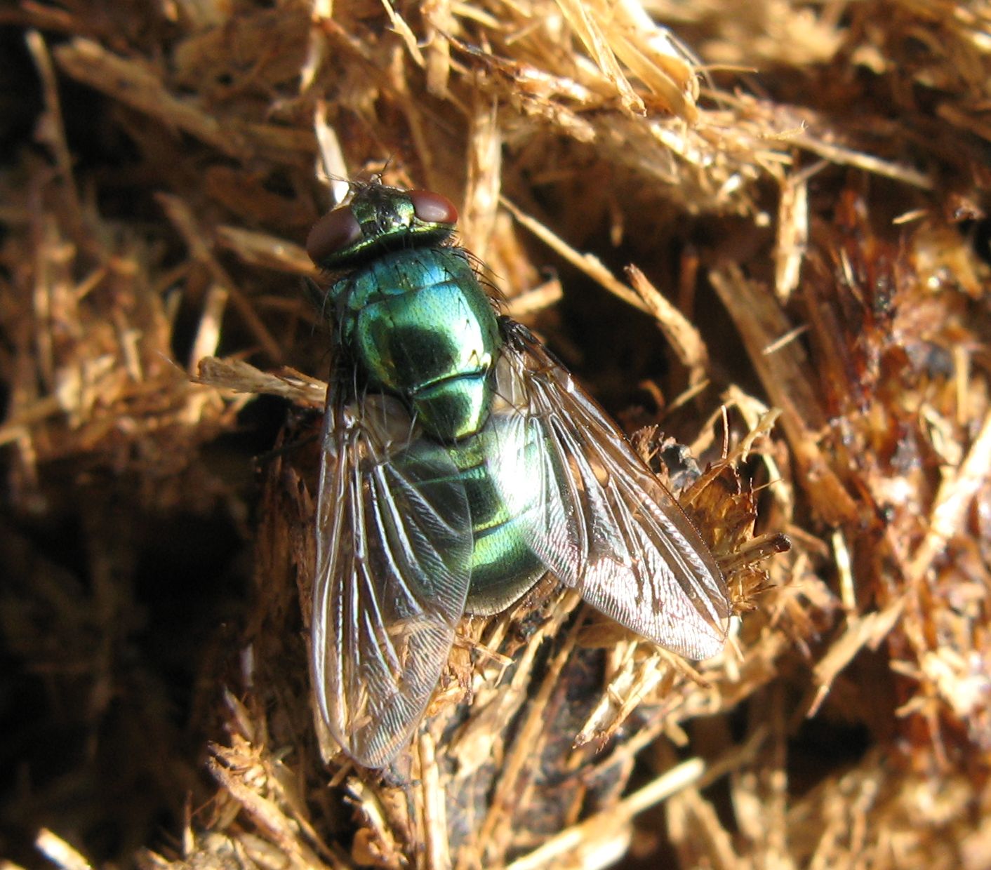 Mosche verdi: Lucilia sp. e Neoomya cornicina