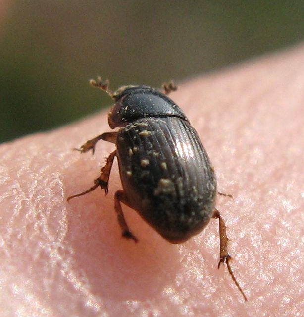 Caduto dal cielo... Aphodius