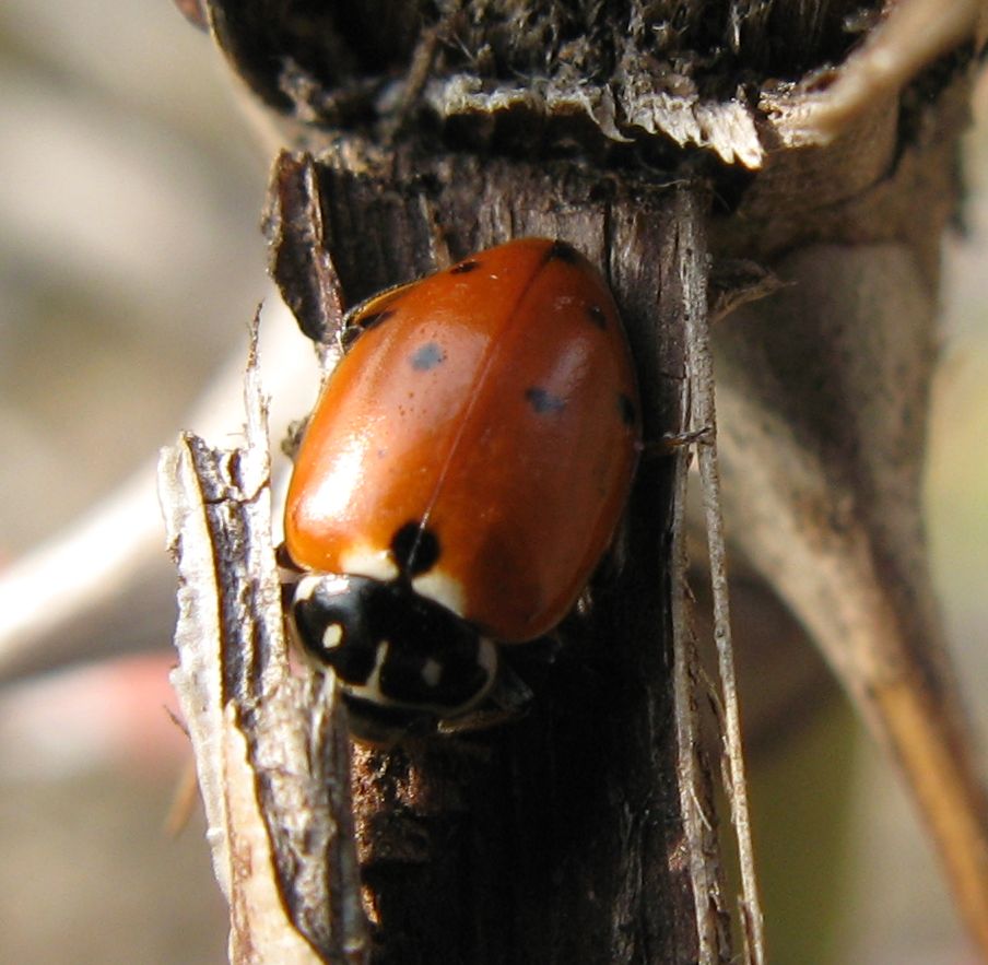 Coccinelle autunnali