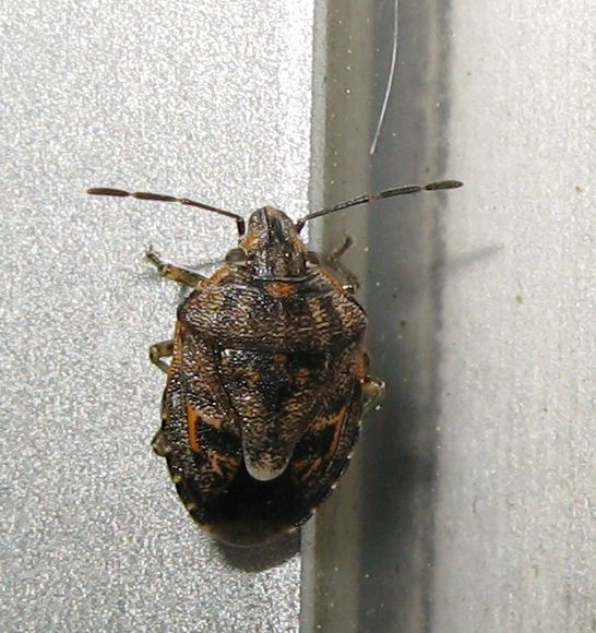 Pentatomidae: Holcogaster fibulata di Bologna