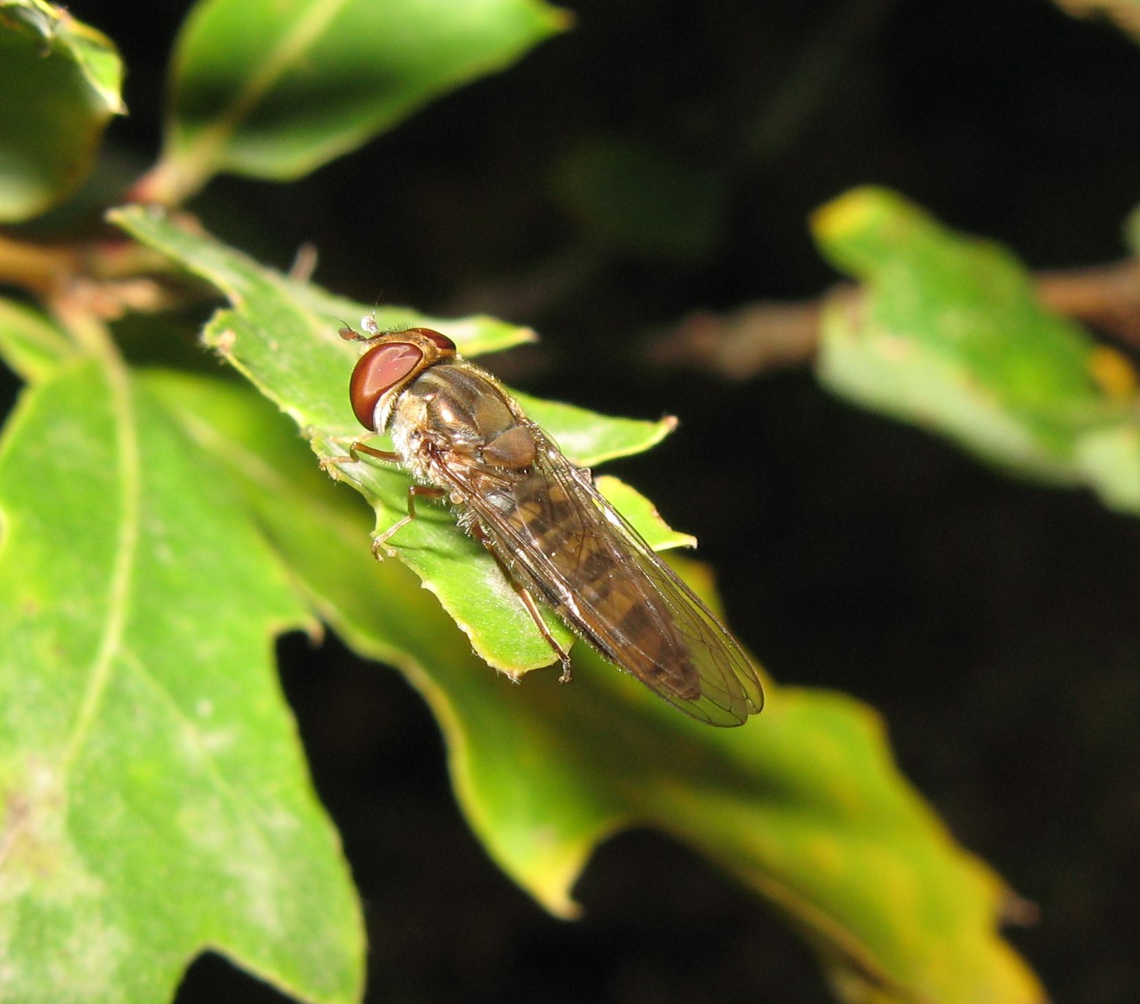 Episyrphus balteatus (Syrphidae)