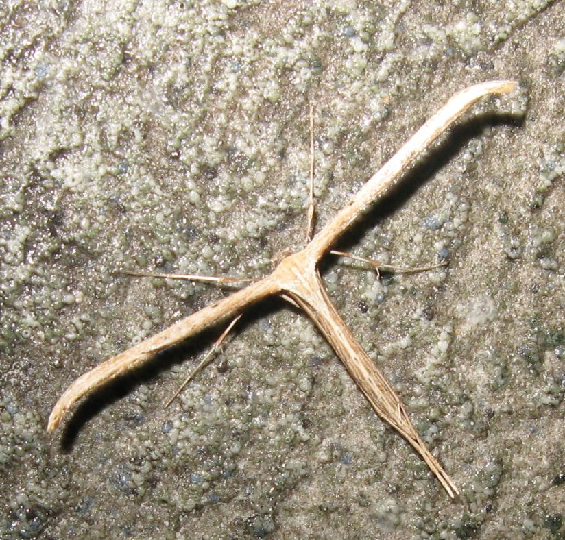 Pterophoridae? Emmelina monodactyla